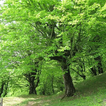 Bumerang بيت ضيافة